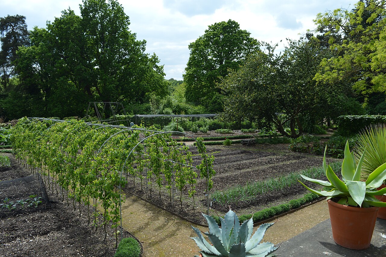 Planted raised beds in a kitchen garden